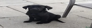 Labrador Retriever 3