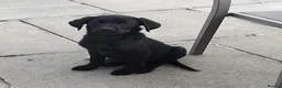 Labrador Retriever dogs for sale: 5 Beautiful labrador puppies (Male) - Advert 7