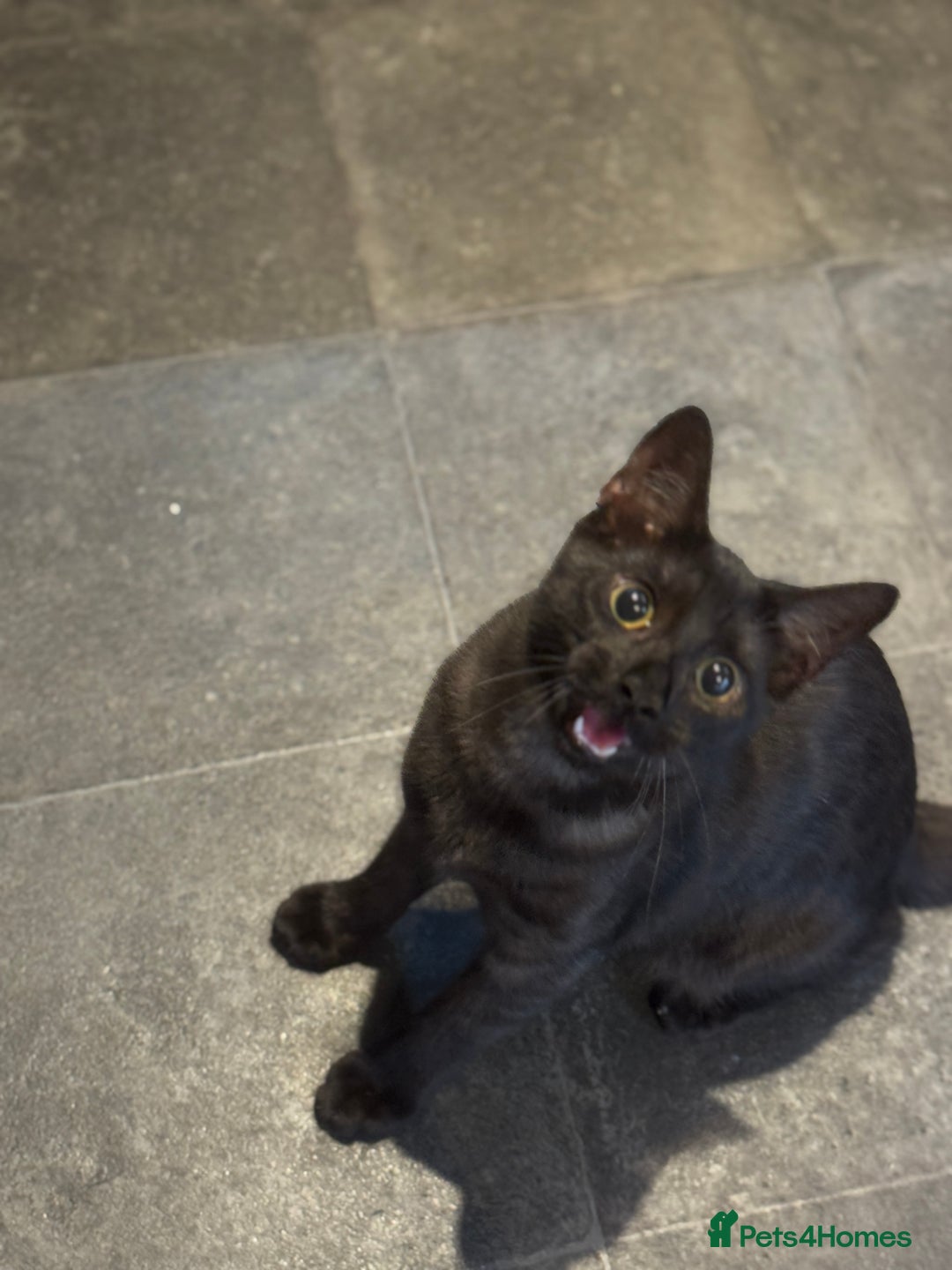Egyptian Mau cats for sale: TICA reg Spotted EgyptianMau x Bengal LOWEST PRICE - Image 15