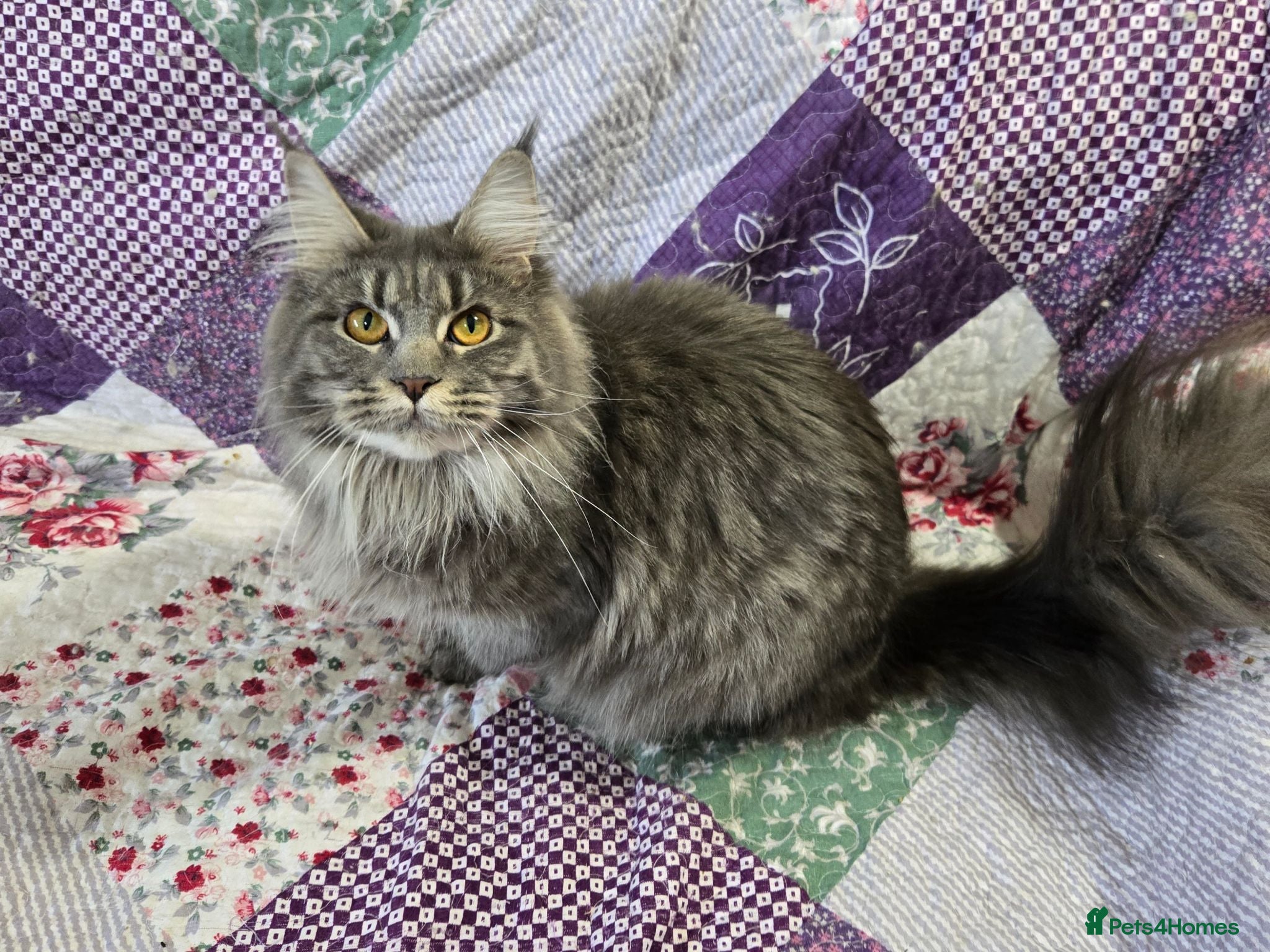 Maine Coon cats Blue silver mackerel tabby girl - Advert 1