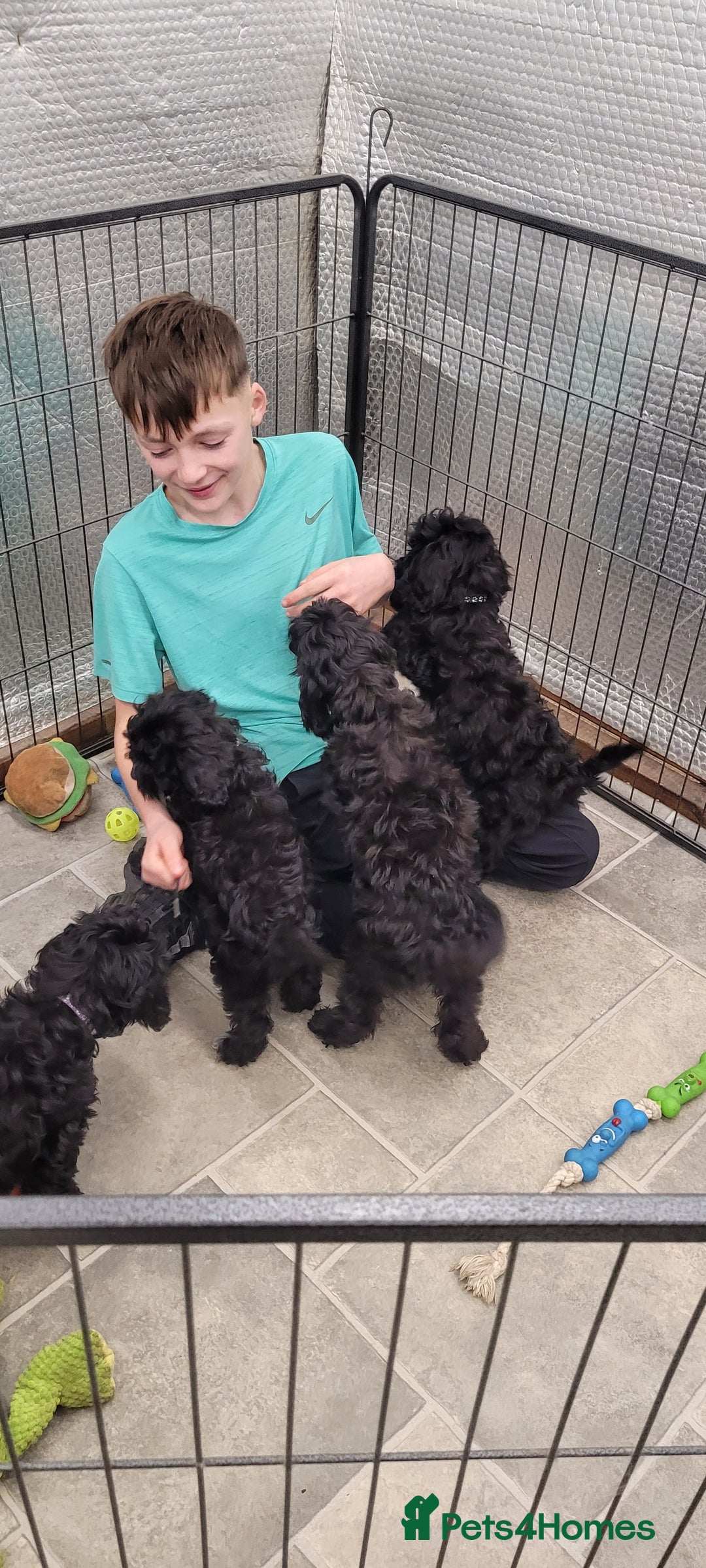 Cockapoo dogs for sale: 3 Stunning Black Girls F1 Show type cockapoos - Advert 21