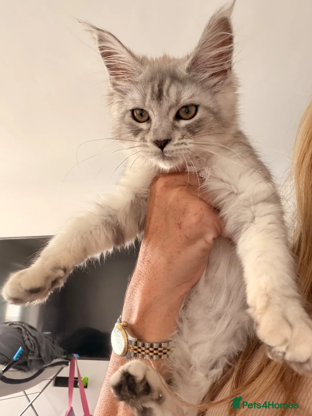 Maine Coon cats for sale: Maine coons  - Advert 2