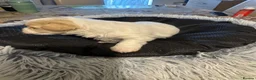 Mixed Breed dogs for sale: Bichon Frise x Bichon Boloneze - Advert 11