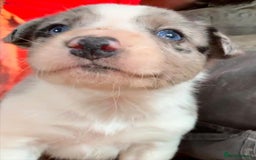 Border Collie dogs for sale: Collie pups  - Image 5