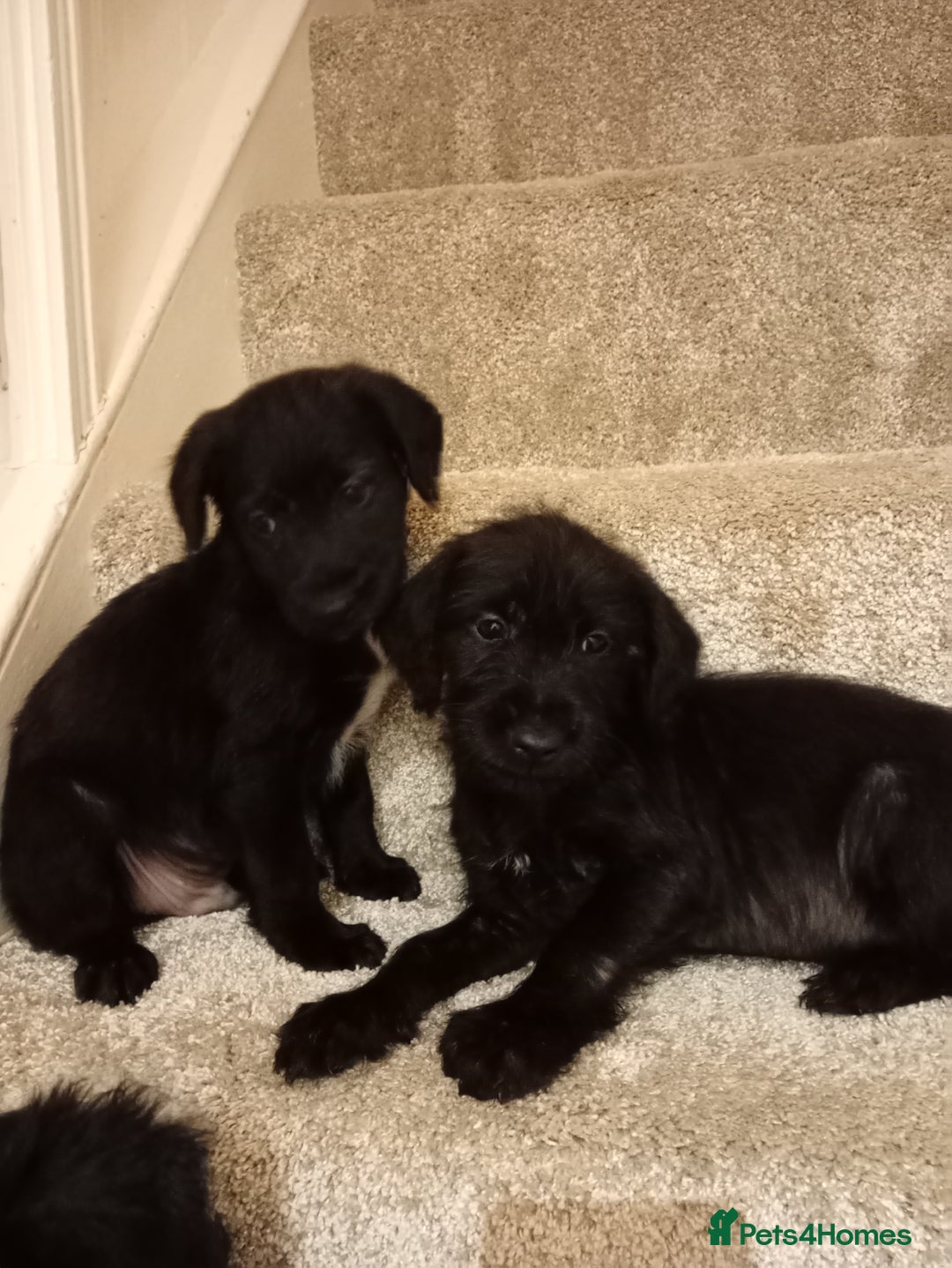 Mixed Breed dogs for sale: Cockapoo cross puppies - Advert 5