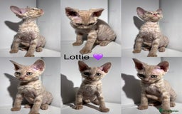 Devon Rex cats for sale: Ready now GCCF outstanding Devon Rex kittens  - Image 5