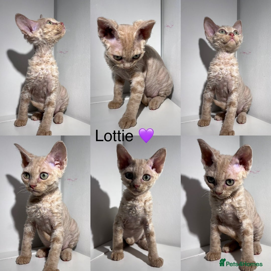 Devon Rex cats for sale: Ready now GCCF outstanding Devon Rex kittens  - Image 5