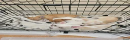 Chihuahua dogs for sale:  chihuahua - Advert 7