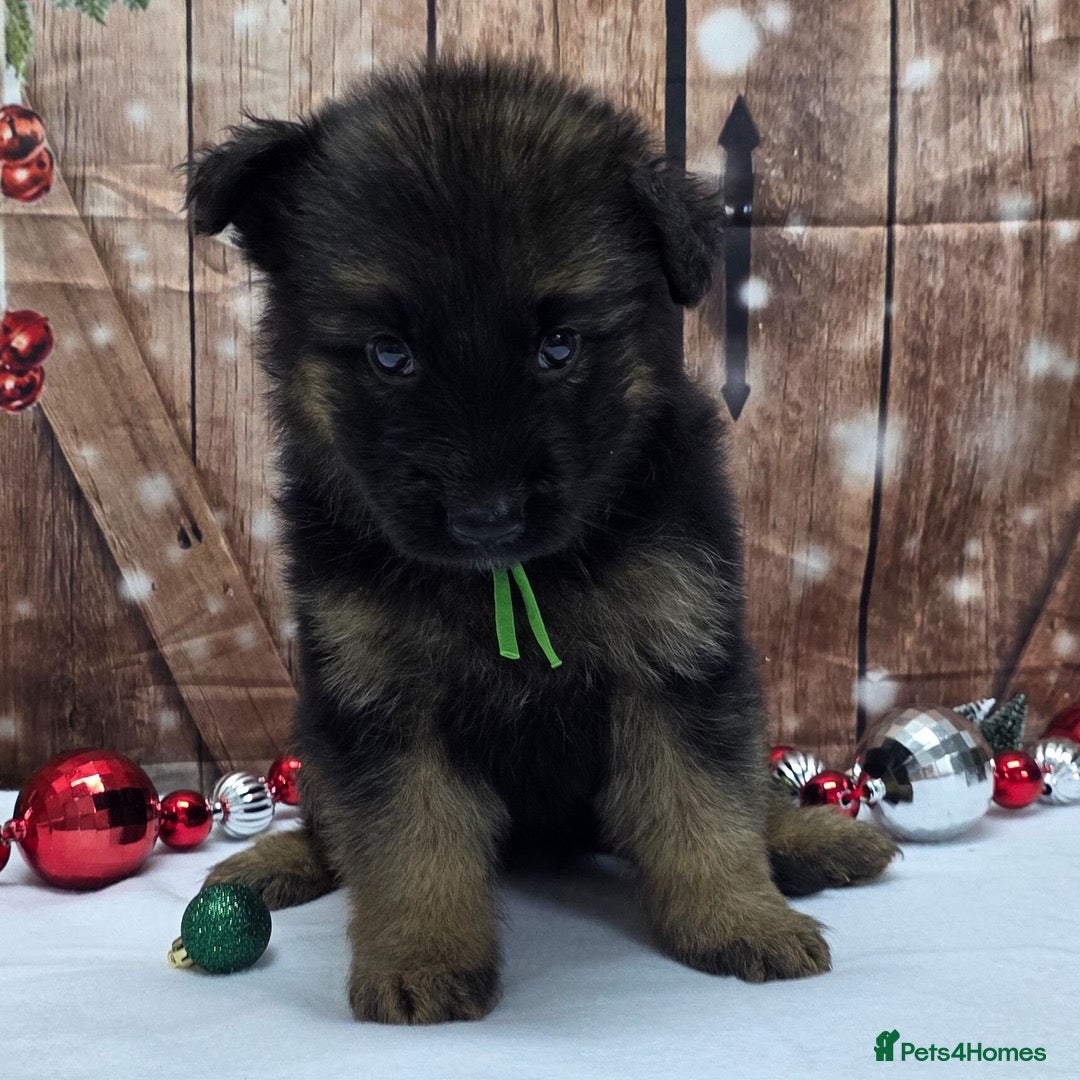 German Shepherd dogs for sale:  Kc Purebred German Shepherd  - Advert 7