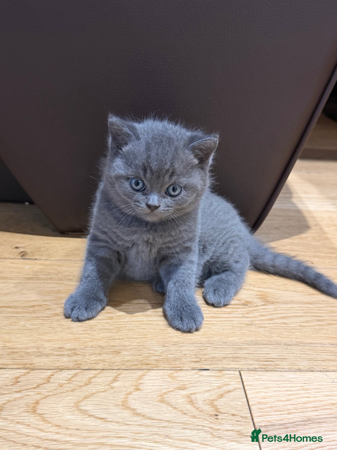 British Shorthair cats for sale: British Shorthair Ready for collection  - Advert 7