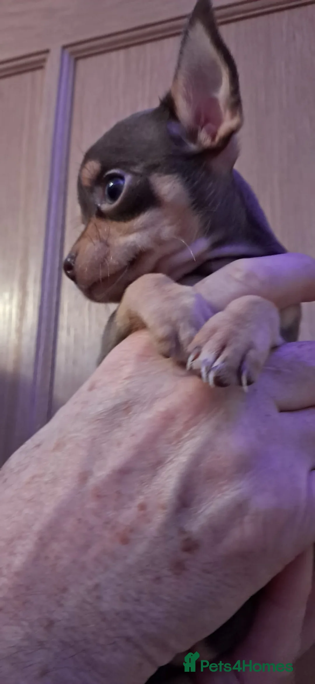 Mixed Breed dogs for sale: Beautiful Babies  - Advert 25