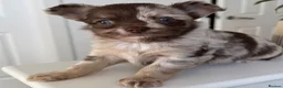 Chihuahua dogs for sale: Longhaired Chihuahua puppies seeking loving homes in Isleworth - Advert 2