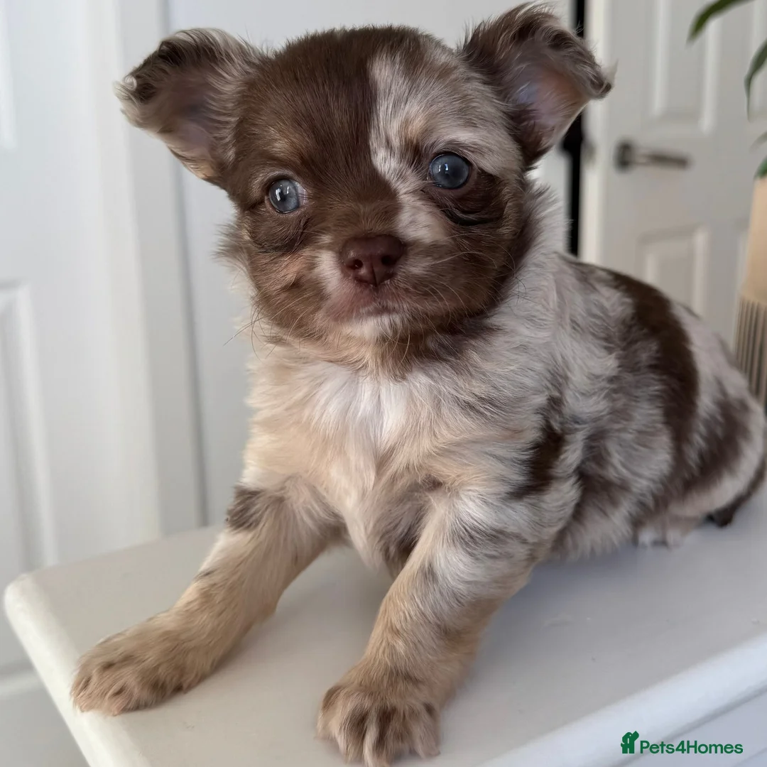 Chihuahua dogs for sale: Longhaired Chihuahua puppies seeking loving homes in Isleworth - Advert 2