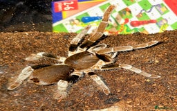 Tarantulas invertebrates for sale: Nigerian brown baboon  - Image 1