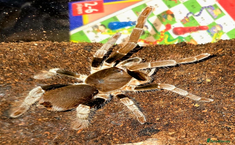 Tarantulas invertebrates - Advert 5