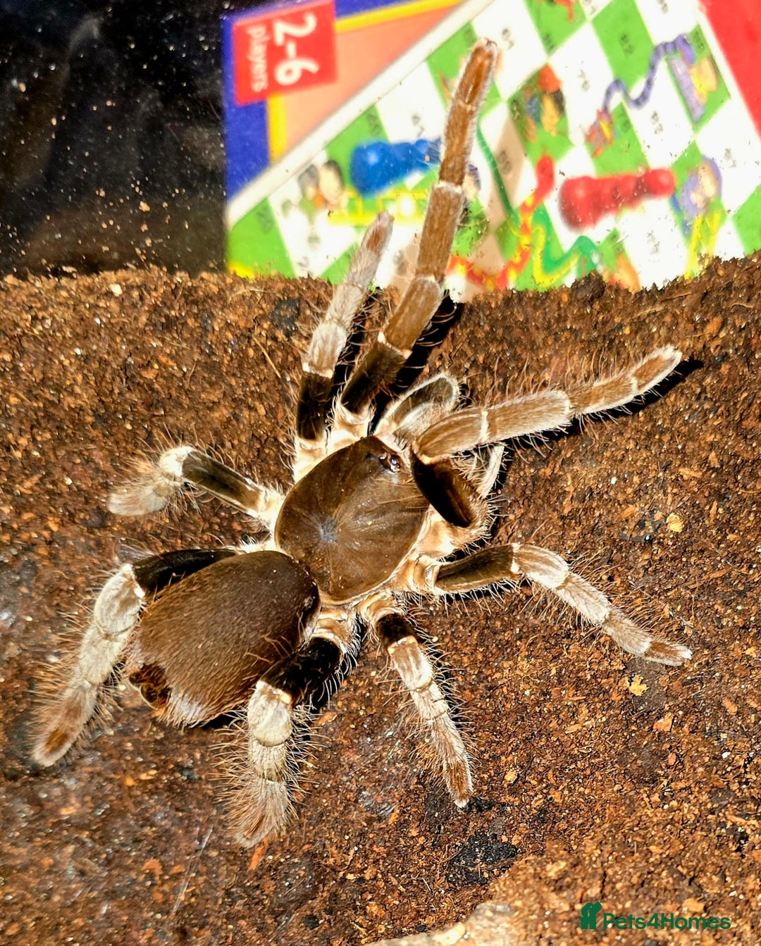 Tarantulas invertebrates for sale: Nigerian brown baboon  - Image 1