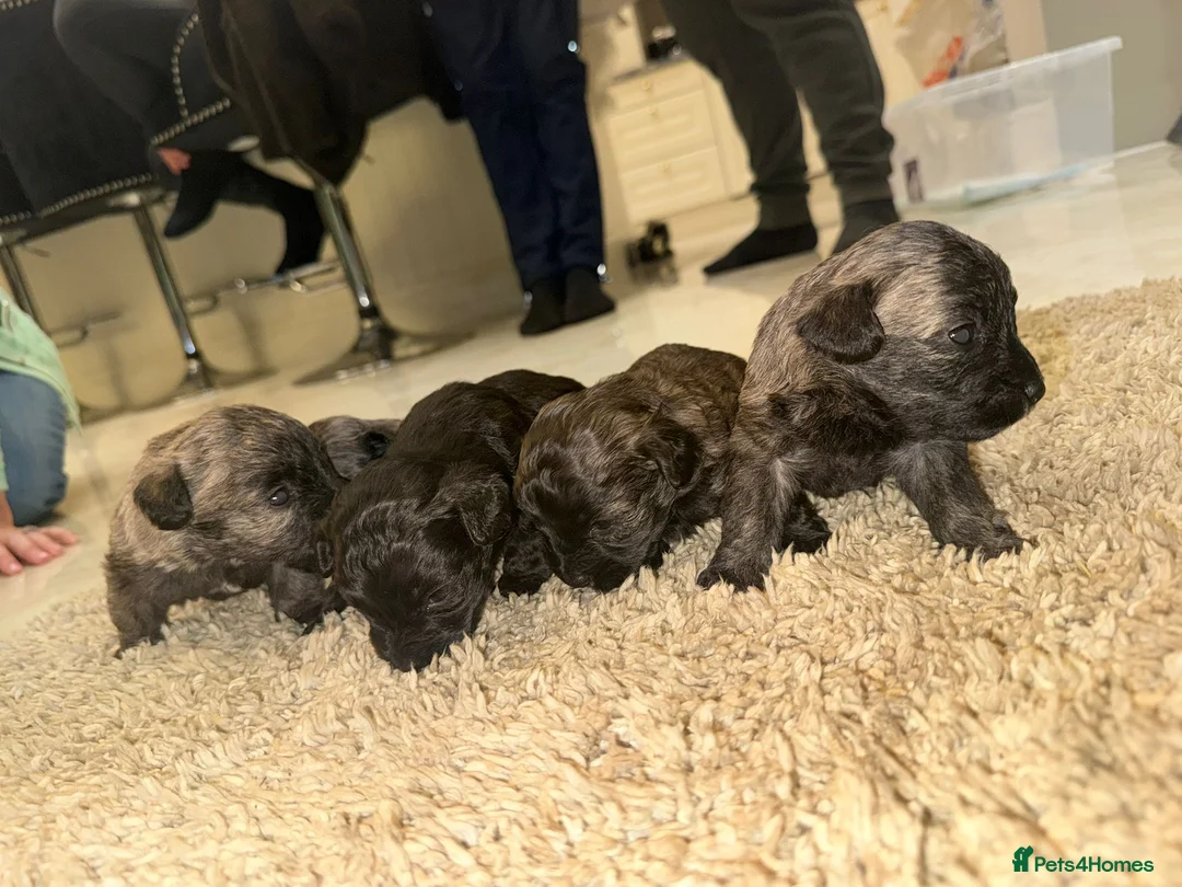 Westiepoo dogs for sale: Westiepoo west highland terrier x Toy poodle - Advert 4