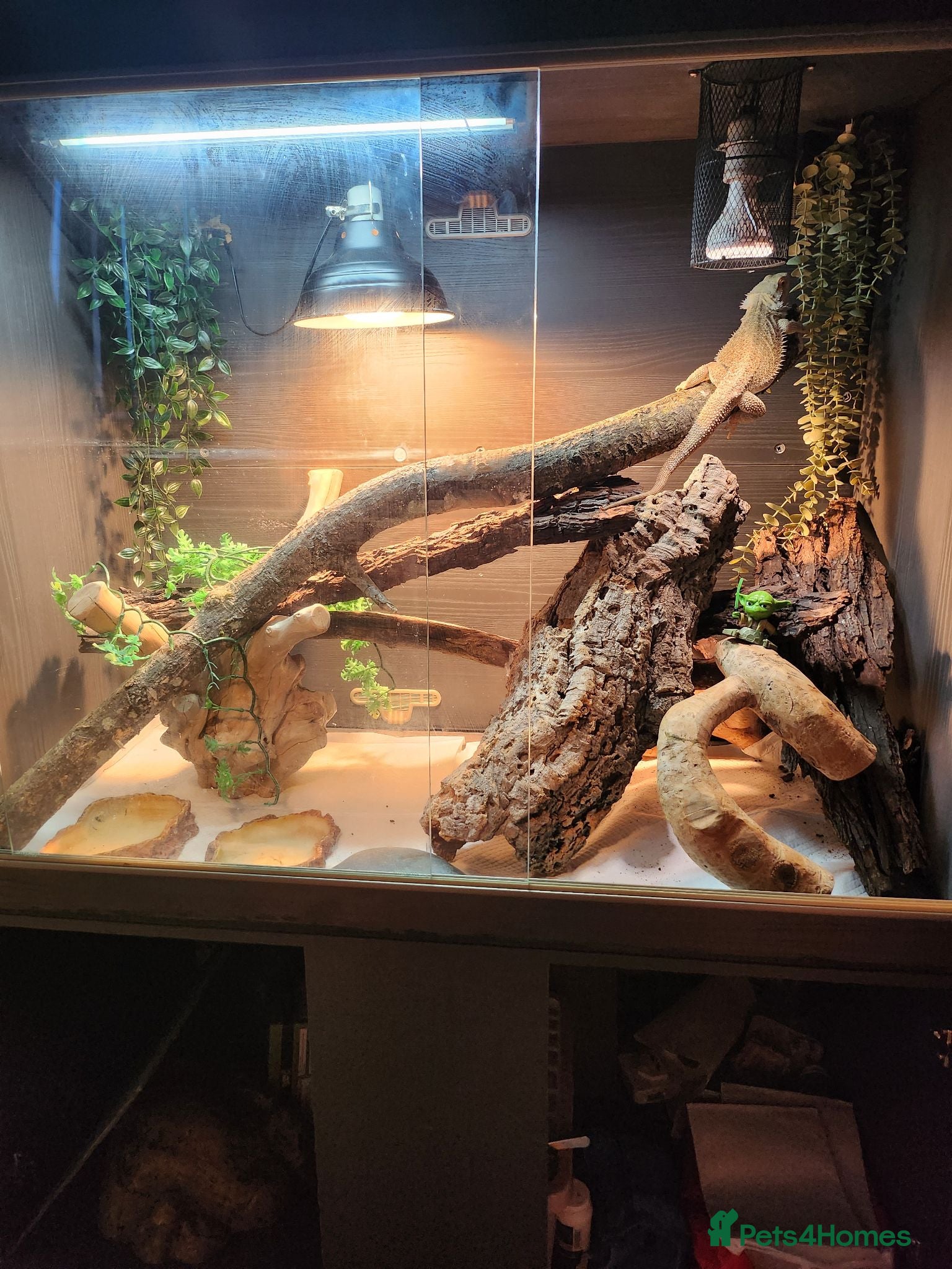 Bearded Dragon reptiles Beloved bearded dragon - Advert 1