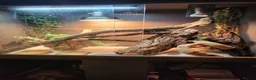 Bearded Dragon reptiles for sale: Beloved bearded dragon in Pershore - Advert 1