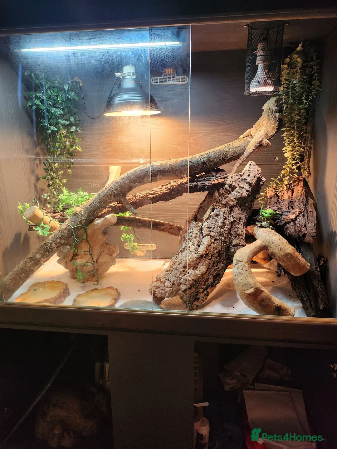 Bearded Dragon reptiles for sale: Beloved bearded dragon in Pershore - Advert 1
