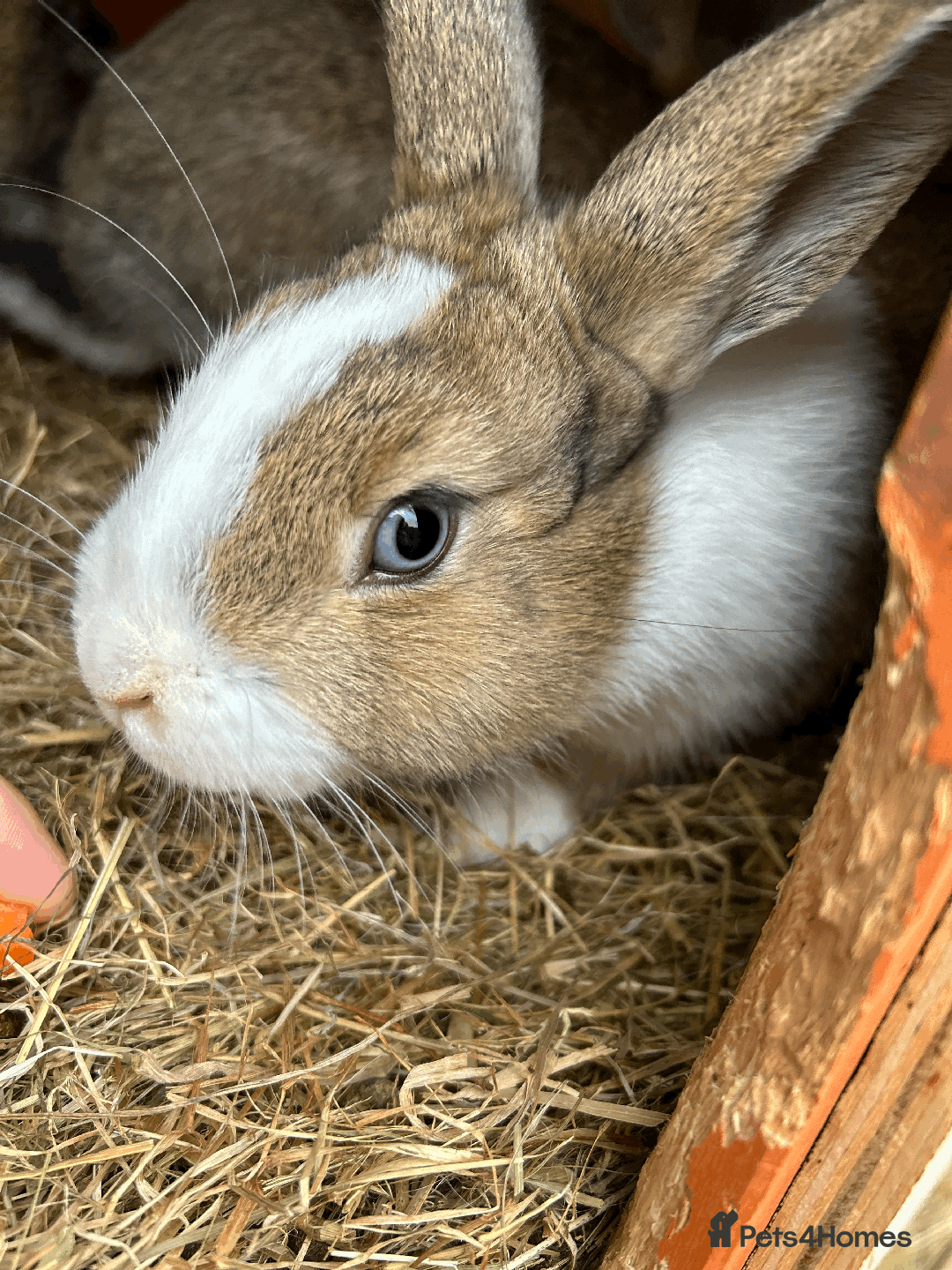 Dutch rabbits for sale: Beautiful Dutch Rabbit needs immediate rehoming - Advert 1