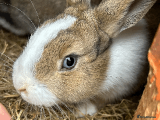 Dutch rabbits Beautiful Rabbit needs re-homing ASAP (read desc) - Advert 6
