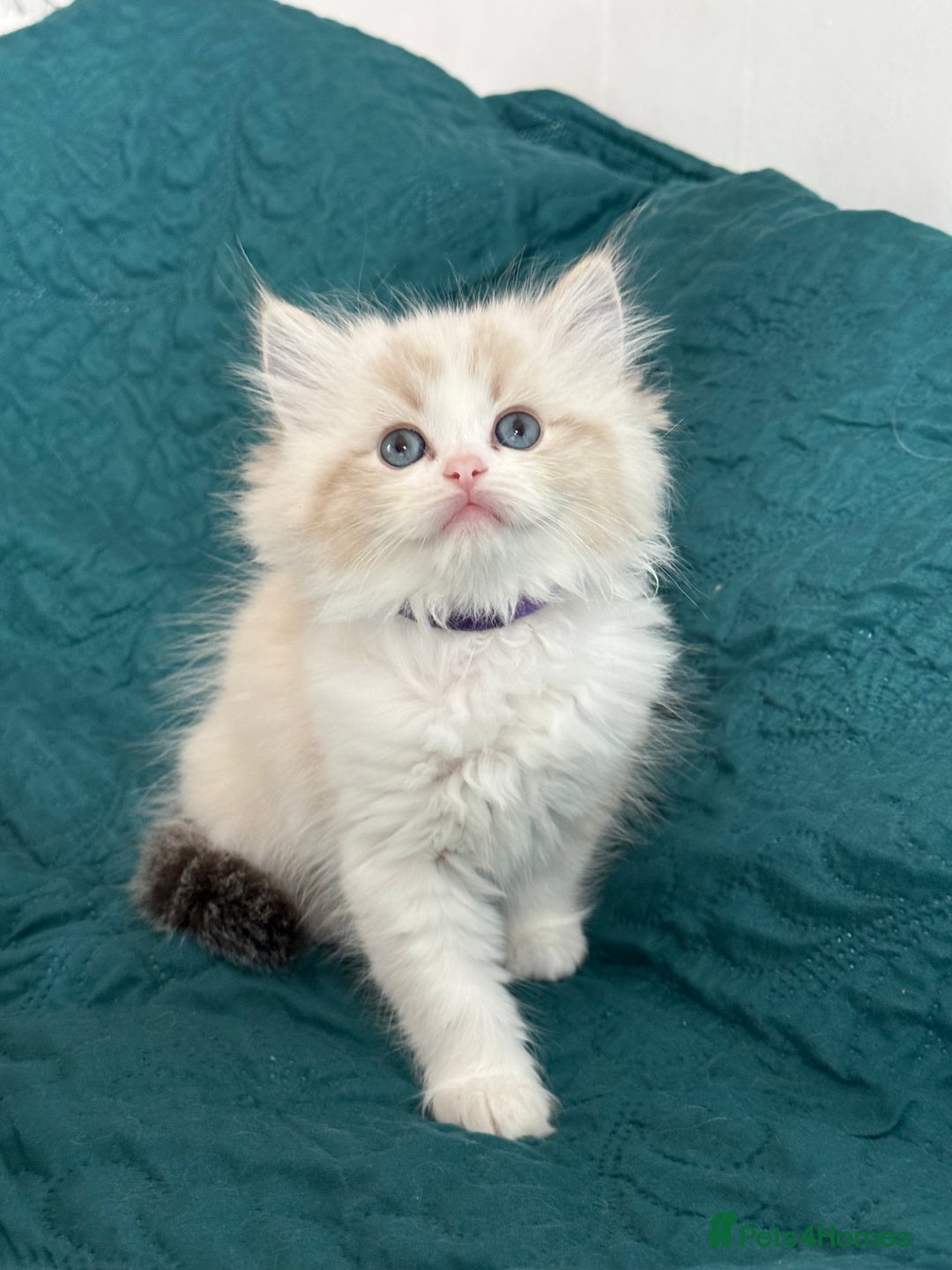Ragdoll cats for sale: Beautiful Ragdoll kittens TICA - Advert 20
