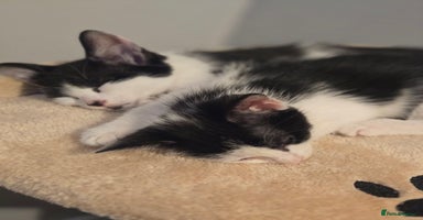 Mixed Breed cats - Advert 13