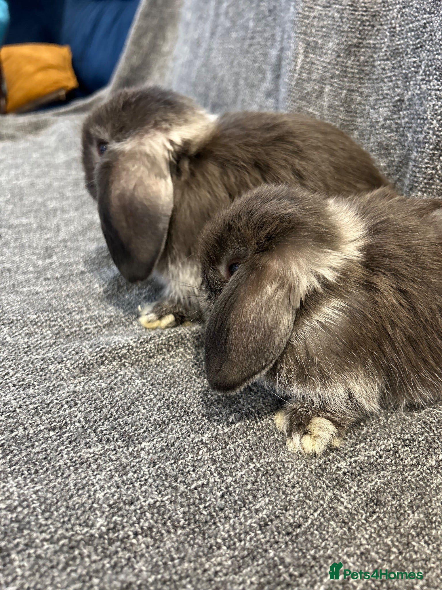 Mini Lop rabbits 🐰 cute mini lops 🐰 - Advert 2