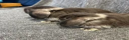 Mini Lop rabbits for sale: 🐰 cute mini lops 🐰 - Advert 2