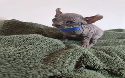 Sphynx cats for sale: Sphynx kittens  - Image 18