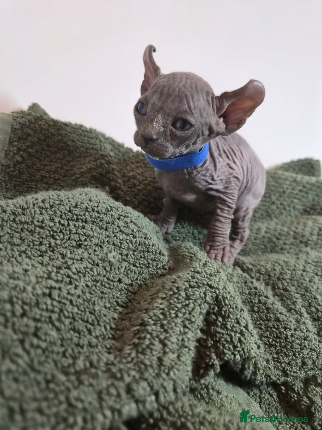 Sphynx cats for sale: Sphynx kittens  - Image 18