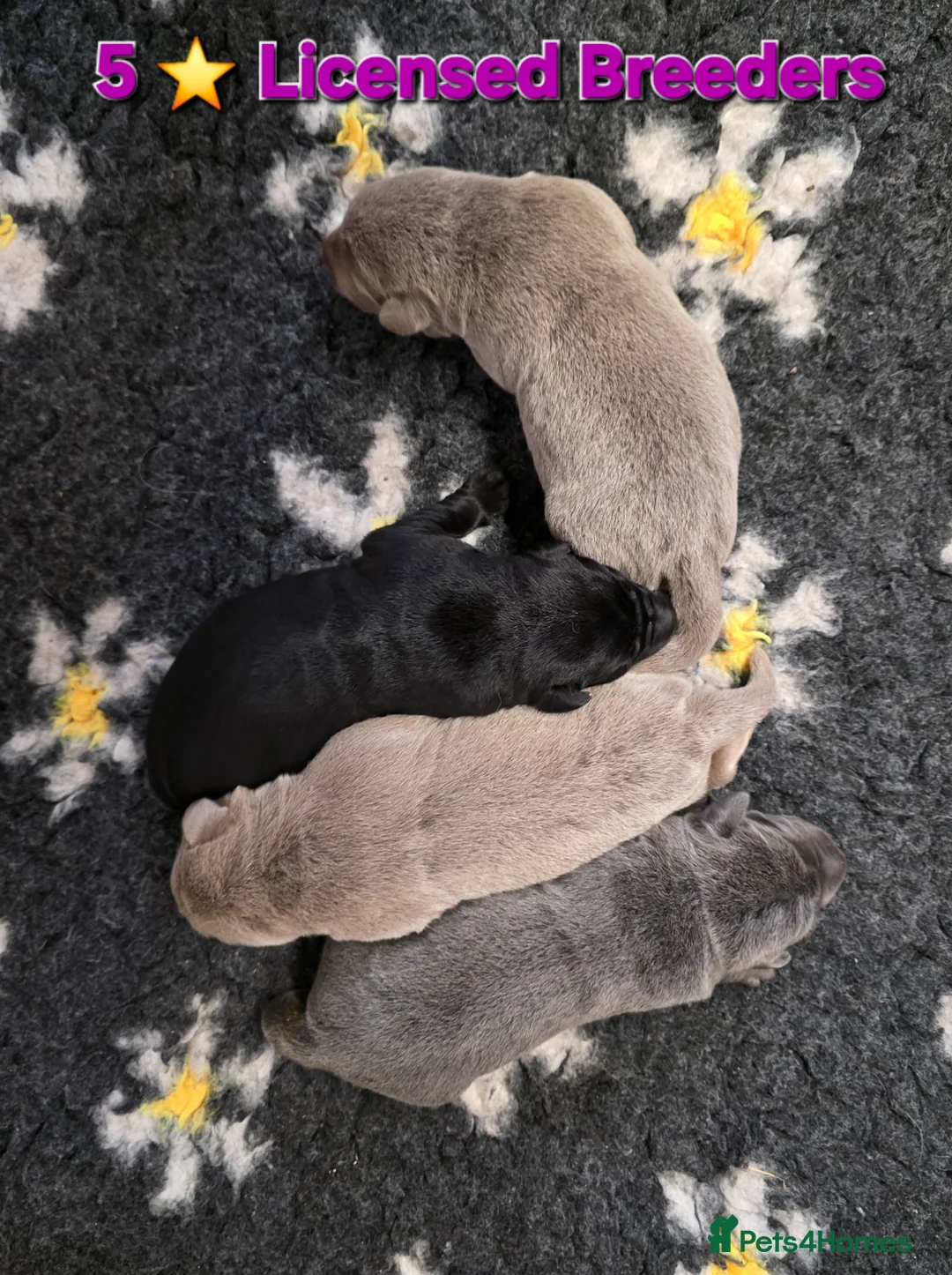 Labrador Retriever dogs for sale: Beautiful Labrador puppies  - Advert 1