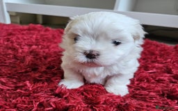 Maltese dogs for sale: MALTESE💖KC.Registered,5 generation pedigree🩵 🐩 - Image 4