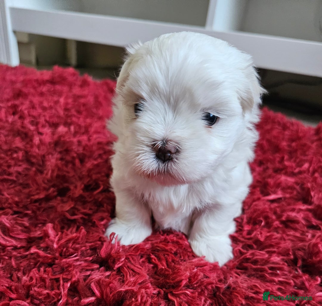 Maltese dogs for sale: MALTESE💖KC.Registered,5 generation pedigree🩵 🐩 - Image 4