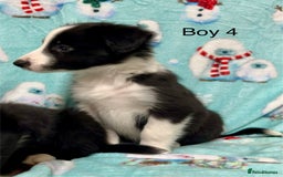 Border Collie dogs for sale: PEDIGREE ISDS & KC BORDER COLLIE PUPS - Image 25