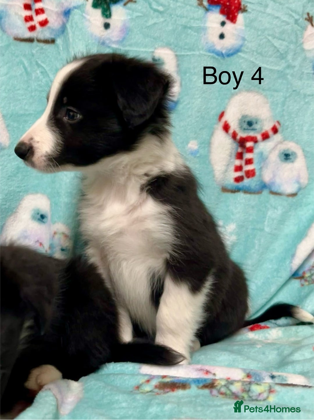 Border Collie dogs for sale: PEDIGREE ISDS & KC BORDER COLLIE PUPS - Image 25