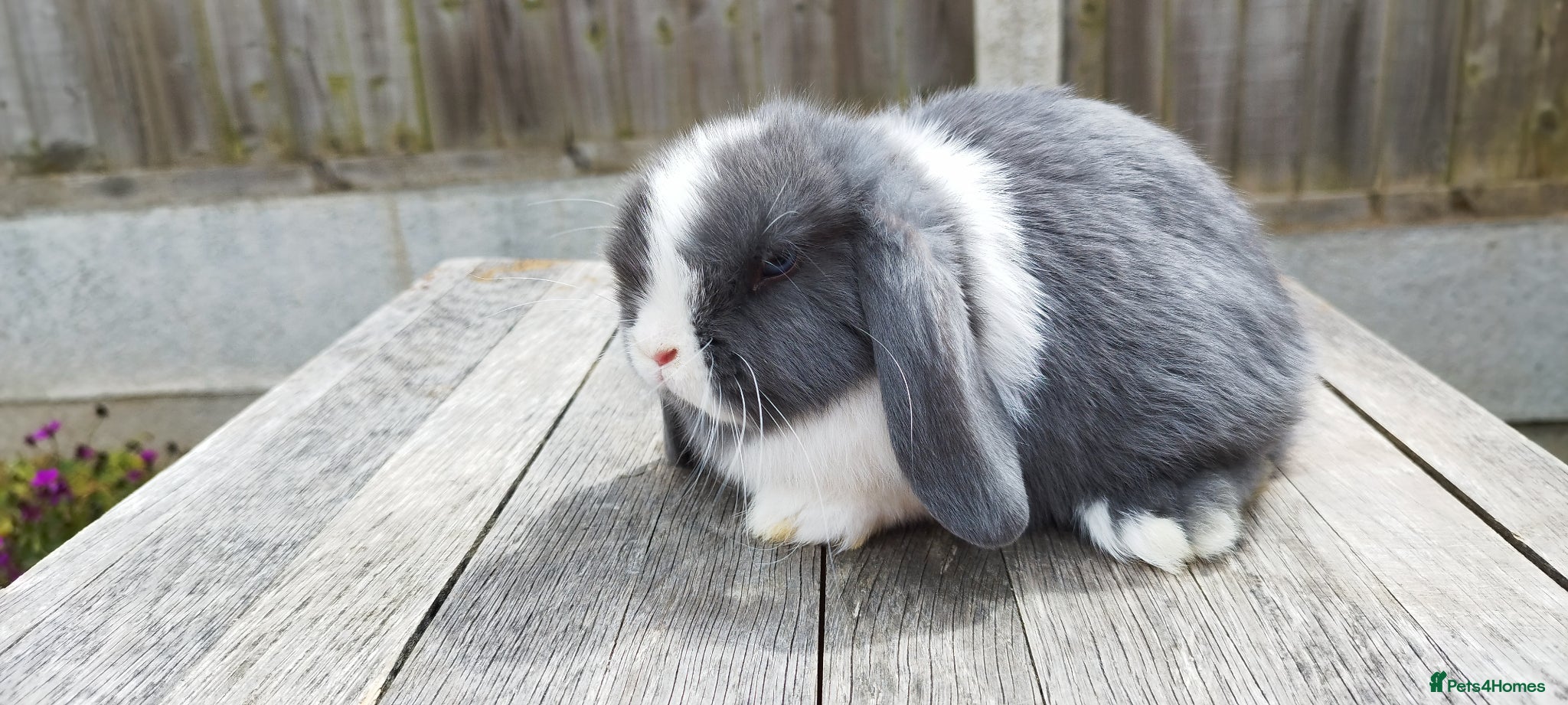 Mini Lop rabbits Mini lop bunnies ( Updated:09/06/26) - Advert 19