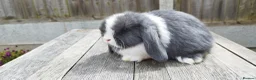 Mini Lop rabbits for sale: 8 weeks old Mini lop bunnies ( Updated:14/06/26) - Advert 1