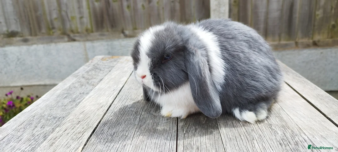 Mini Lop rabbits for sale: 8 weeks old Mini lop bunnies ( Updated:14/06/26) - Advert 1
