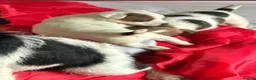 Jack Russell dogs for sale: Outstanding jack russell puppies - Advert 15