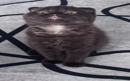 Scottish Fold cats for sale: Scotish kitten  - Image 10