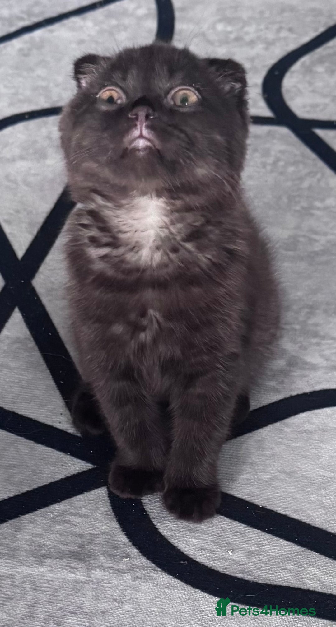 Scottish Fold cats for sale: Scotish kitten  - Image 10