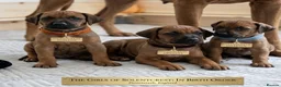 Rhodesian Ridgeback dogs for sale: Rhodesian Ridgeback girls looking for loving homes in Portsmouth - Advert 4