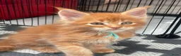 Maine Coon cats for sale:  GORGEOUS MAINE COON KITTENS  in Basingstoke - Advert 3