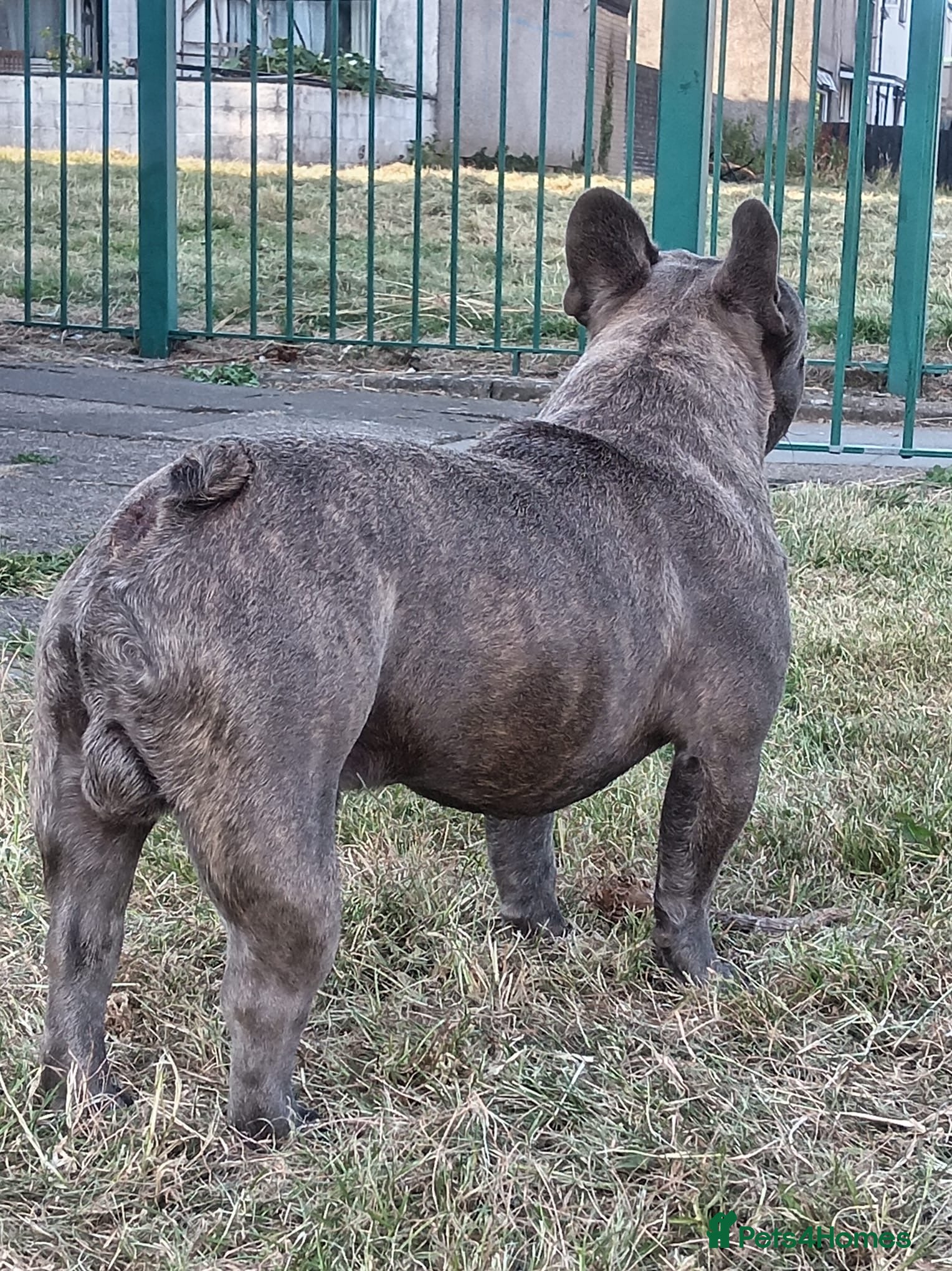 French Bulldog dogs Fit and healthy blue brindle frenchie  - Advert 1