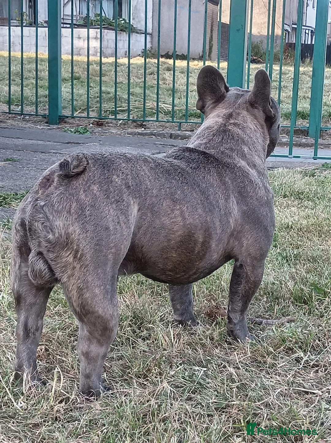 French Bulldog dogs for stud: Fit and healthy blue brindle frenchie  in Cardiff - Advert 1