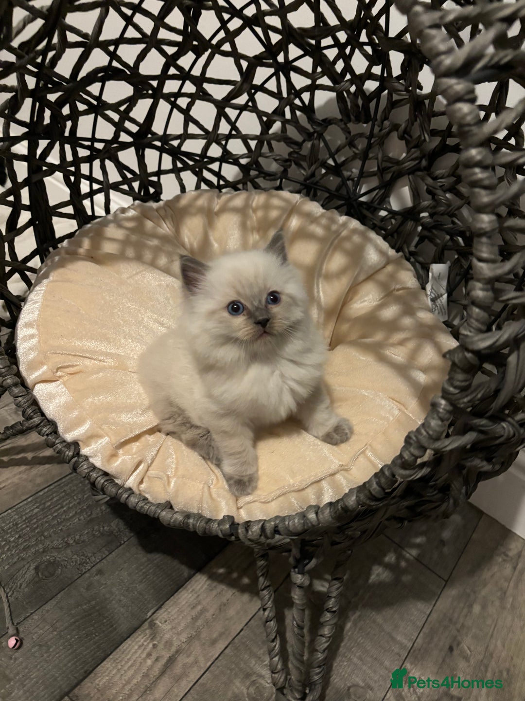 Ragdoll cats for sale: READY TO LEAVE Purebred ragdolls - Image 25