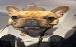 French Bulldog dogs for stud: First Time, Hence the Price - Image 3