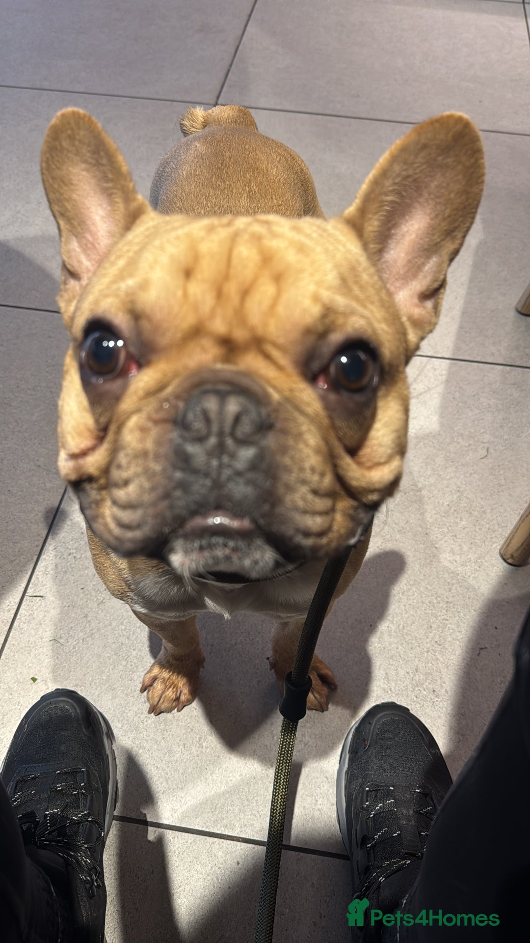 French Bulldog dogs for stud: First Time, Hence the Price - Image 3